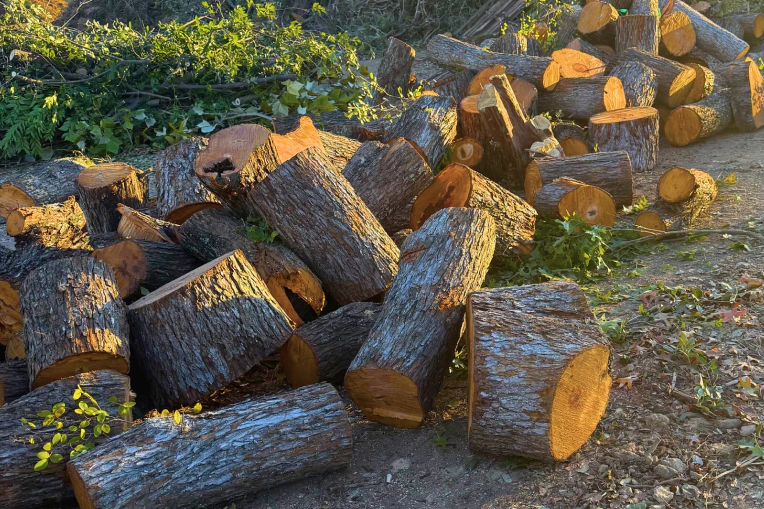 Tree Removal Services In Bastrop, TX Tree Removal Services In Bastrop, TX